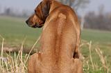 RODESIAN RIDGEBACK 050